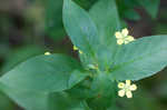 Fringed loosestrife